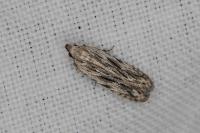 Anarsia innoxiella
