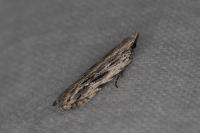 Anarsia innoxiella