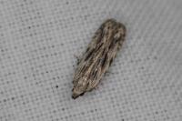 Anarsia innoxiella