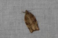 Pandemis heparana