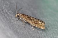 Eucosma gr. cana