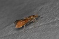 Metalampra italica