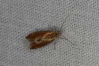 Metalampra italica