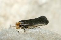Tinea