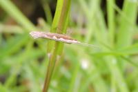 Plutella xylostella