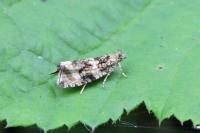 Celypha lacunana