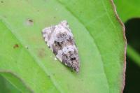 Orthotaenia undulana