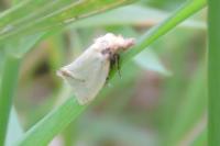Agapeta hamana