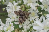 Anthophila fabriciana