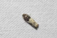 Gypsonoma sociana