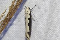 Ethmia bipunctella