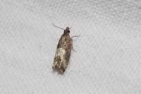 Spilonota ocellana