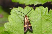 Nemophora degeerella