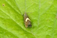 Dichrorampha petiverella