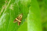 Nemophora degeerella
