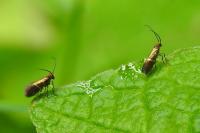 Micropterix aruncella