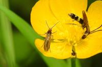 Micropterix calthella