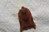 Archips podana