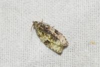 Apotomis lineana