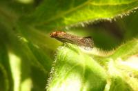 Apodia bifractella