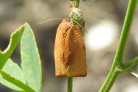 Cacoecimorpha pronubana