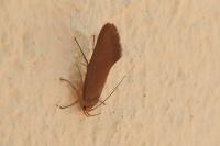 Crassa unitella