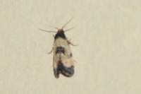 Neocochylis dubitana