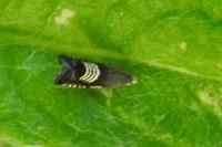 Grapholita compositella
