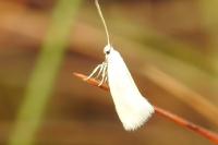 Elachista argentella