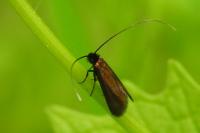 Cauchas rufimitrella