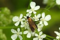 Cauchas rufimitrella