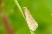 Celypha rufana