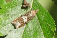 Ancylis achatana