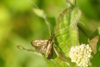 Nemophora metallica