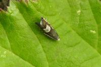 Grapholita compositella