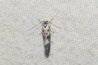 Ethmia quadrillella