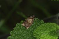 Ditula angustiorana