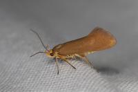 Crassa unitella