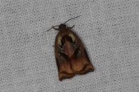 Archips podana