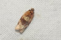 Argyrotaenia ljungiana