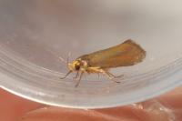 Crassa unitella