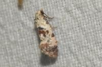 Neocochylis hybridella