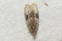 Apotomis lineana