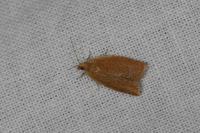 Clepsis consimilana
