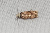 Endrosis sarcitrella