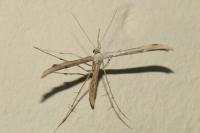 Emmelina monodactyla