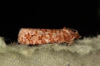 Lozotaeniodes formosana