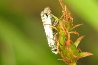 Eucosma campoliliana