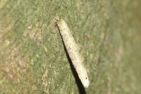 Taleporia tubulosa