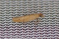 Ypsolopha ustella